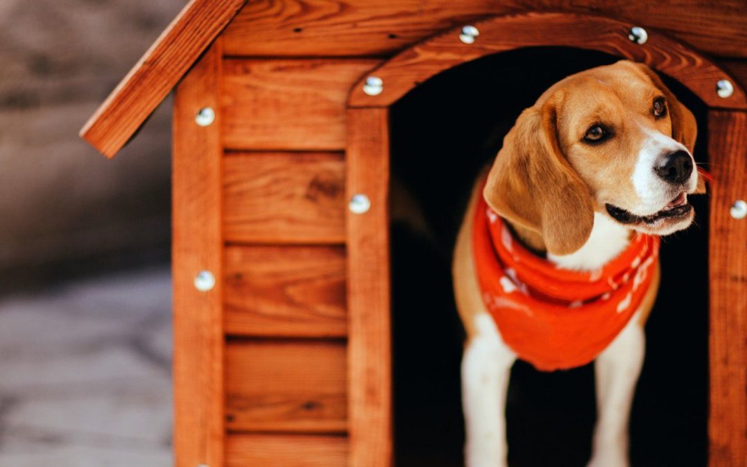 Short-Term vs. Long-Term Dog Boarding: Making the Right Choice