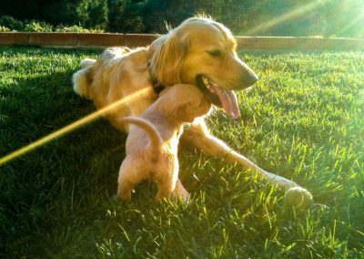Dog Boarding in Oxford